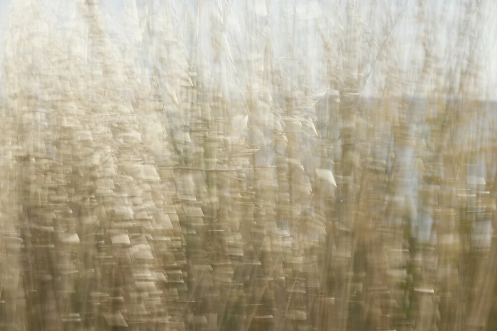 Beach grass in the wind: gentle movements and natural colors in a soothing composition