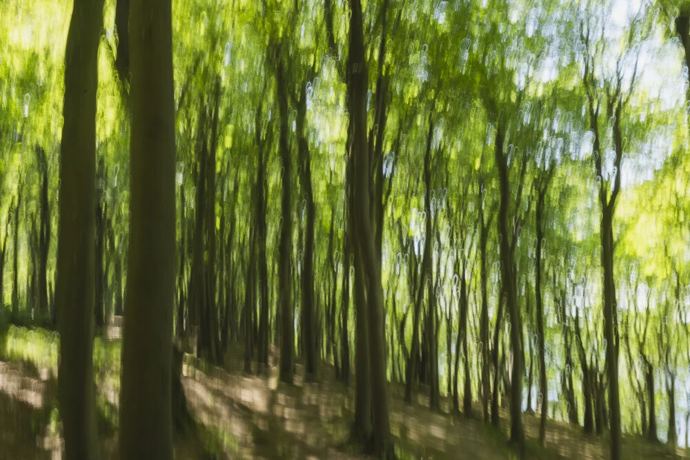 Abstract spring forest with tree trunks, soft light plays and motion in the image.