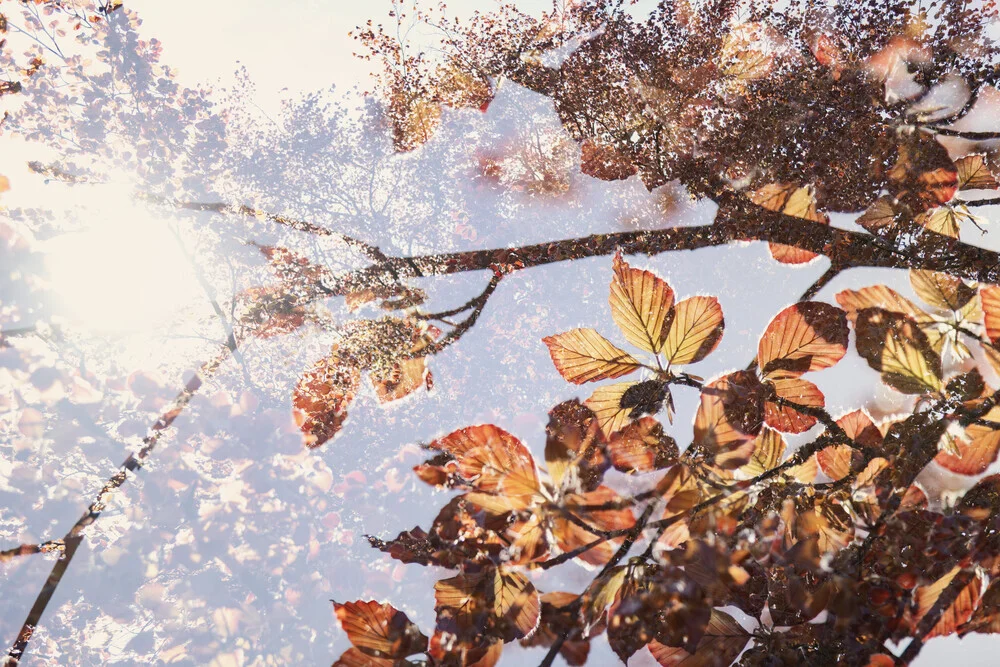 Double exposure of a copper beech in backlight with soft colors