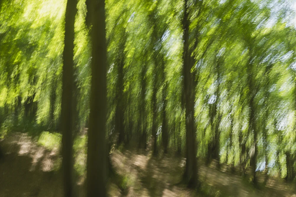 Abstrakter Frühlingswald im Sonnenlicht, weiche Unschärfe und Bewegung im Bild