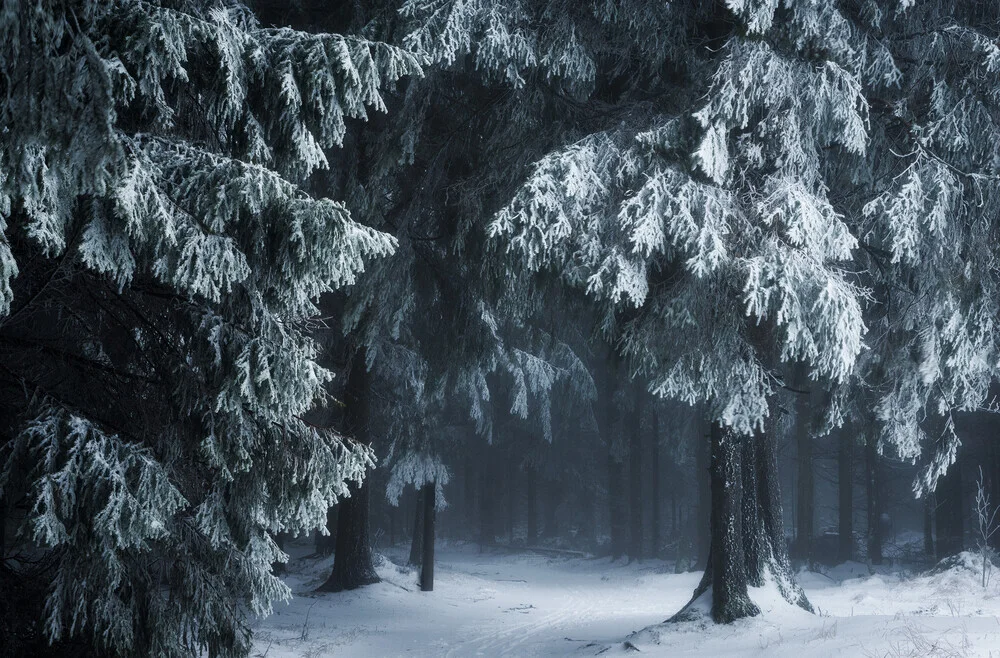 Winterwald mit schneebedeckten Bäumen, friedliche Atmosphäre und sanfte Farben