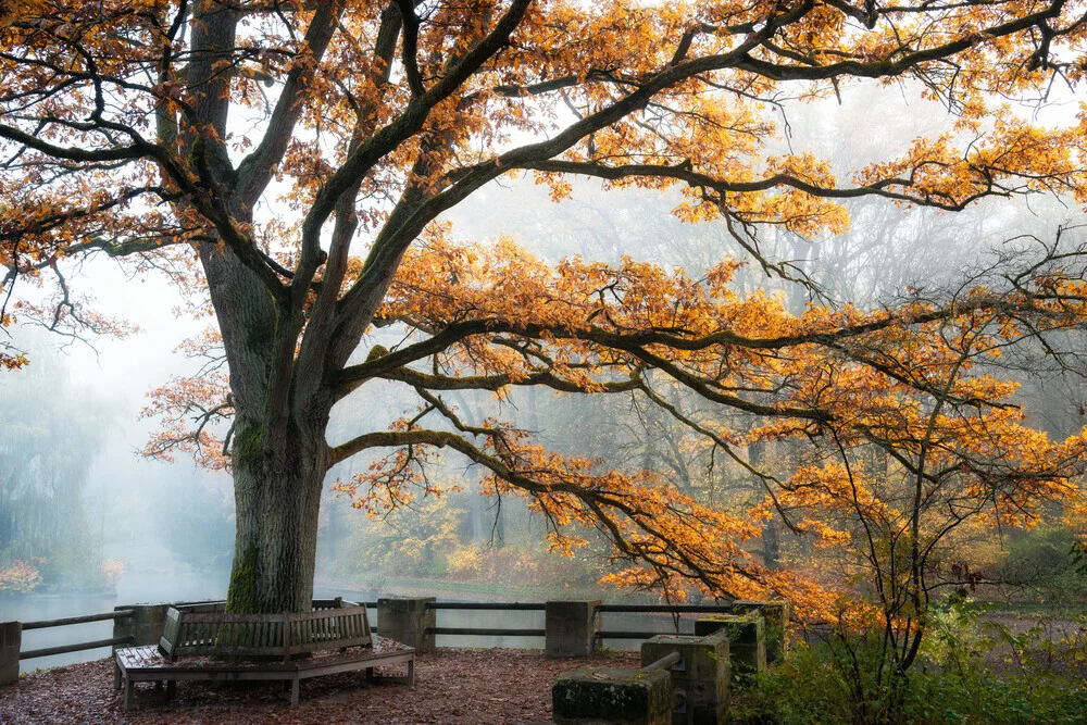 Photo art: serene autumn landscape with fog over a lake and a tree