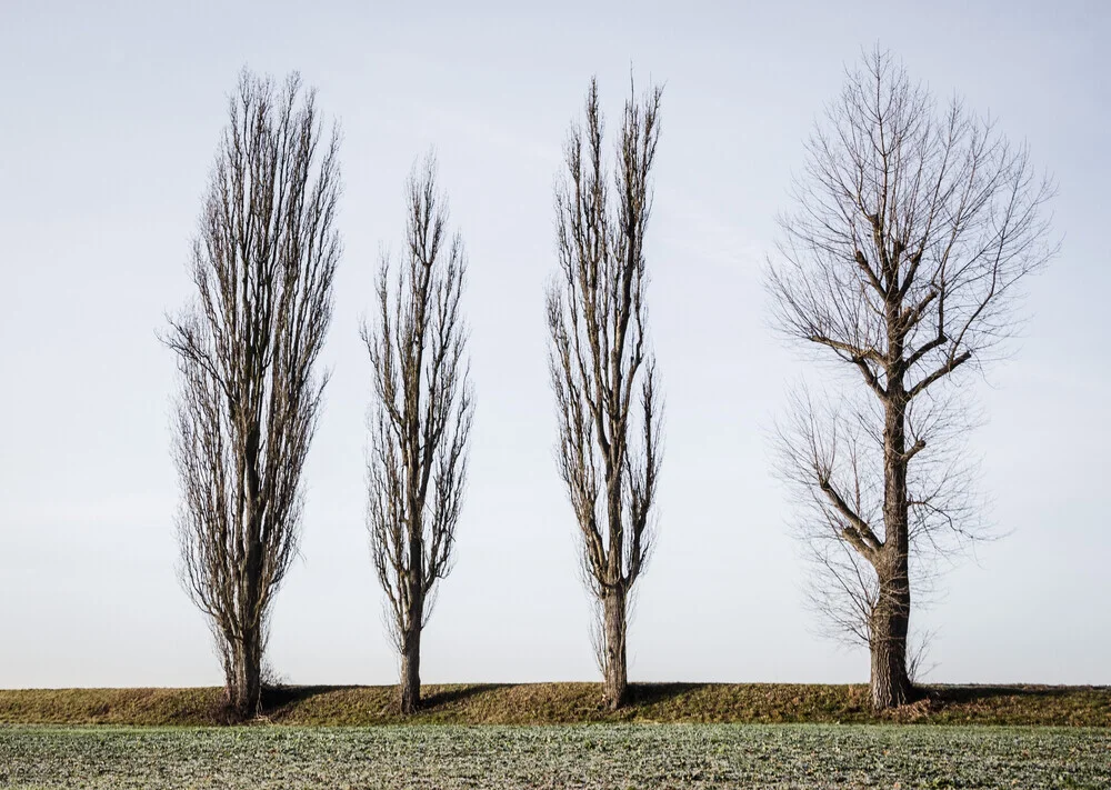 Fotokunst von Heiko Gerlicher: Bäume in einer geraden Anordnung im Frühling