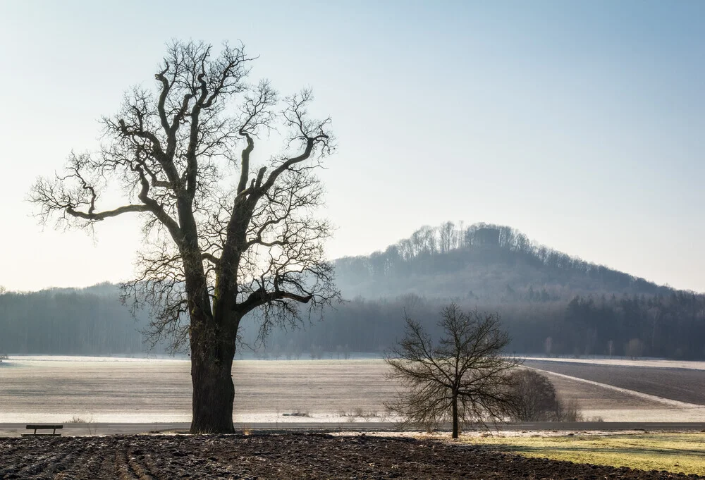 Fotokunst von Heiko Gerlicher: Silhouette von Eichen im Frühling