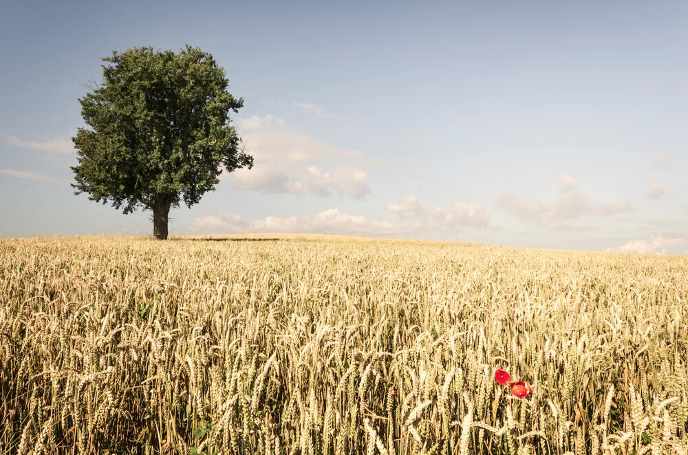 Fotokunst von Heiko Gerlicher: Sommerliche Szenerie im Kornfeld mit Mohnblume und Baum