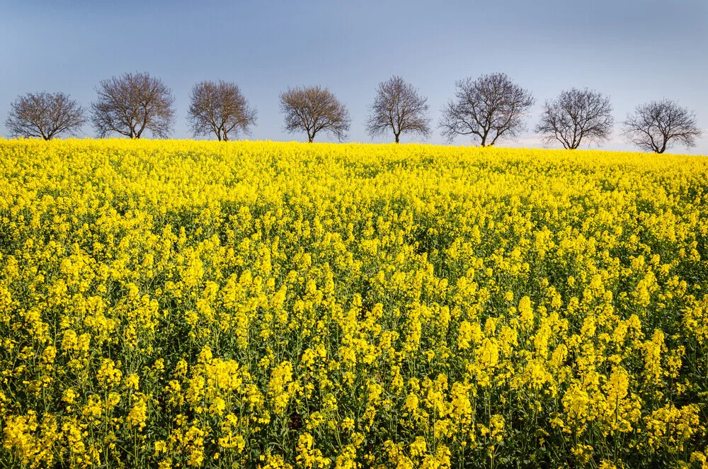 Fotokunst von Heiko Gerlicher: leuchtendes Rapsfeld in der Frühlingssonne