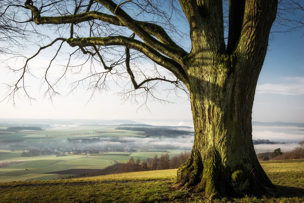 Fotokunst von Heiko Gerlicher: ruhige Baumlandschaft im Nebel