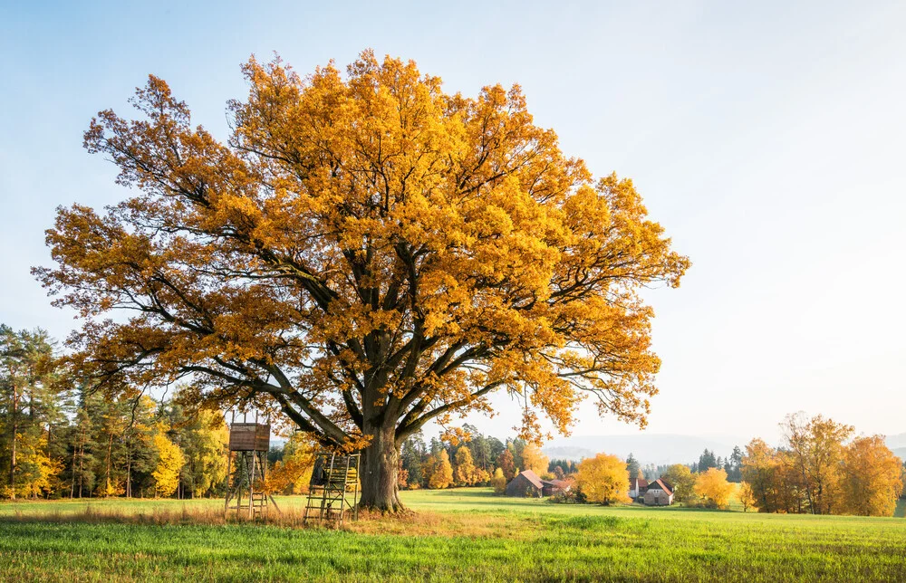 Wunderschöner Baum auf einer Wiese, umgeben von herbstlichen Farben.