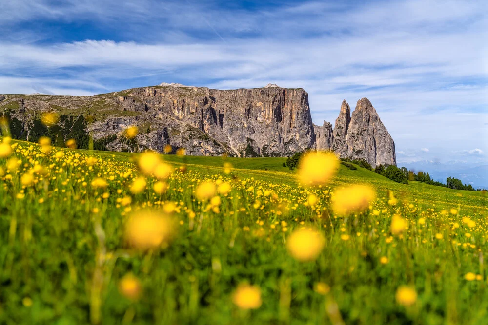 Frühlingshafte Wiesenlandschaft auf der Seiser Alm in Südtirol mit bunten Trollblumen.