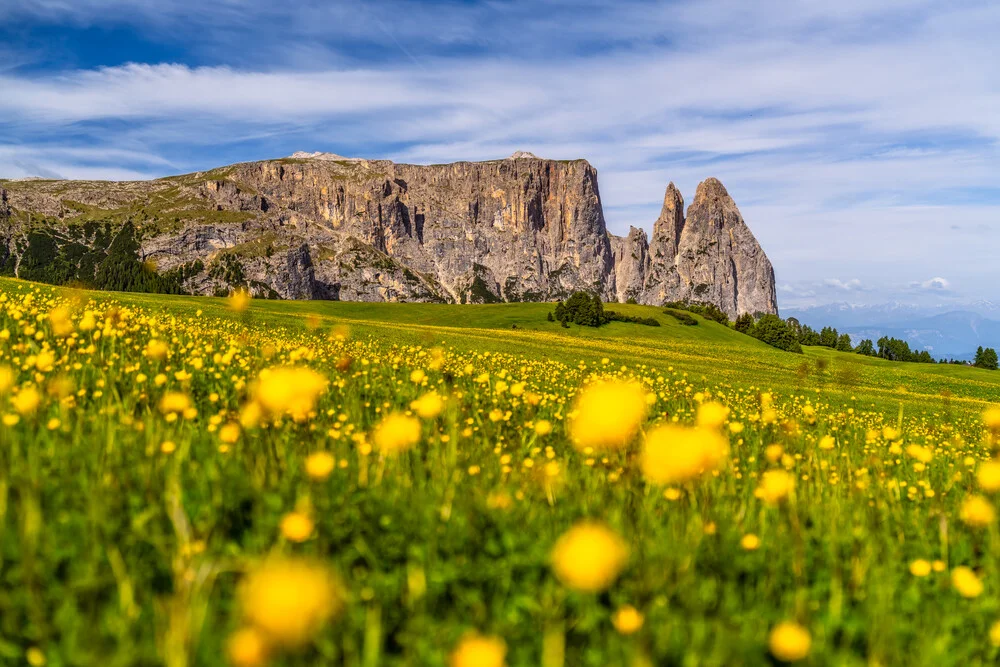 Feld mit Trollblumen und den Dolomiten im Hintergrund an einem sonnigen Frühlingstag.