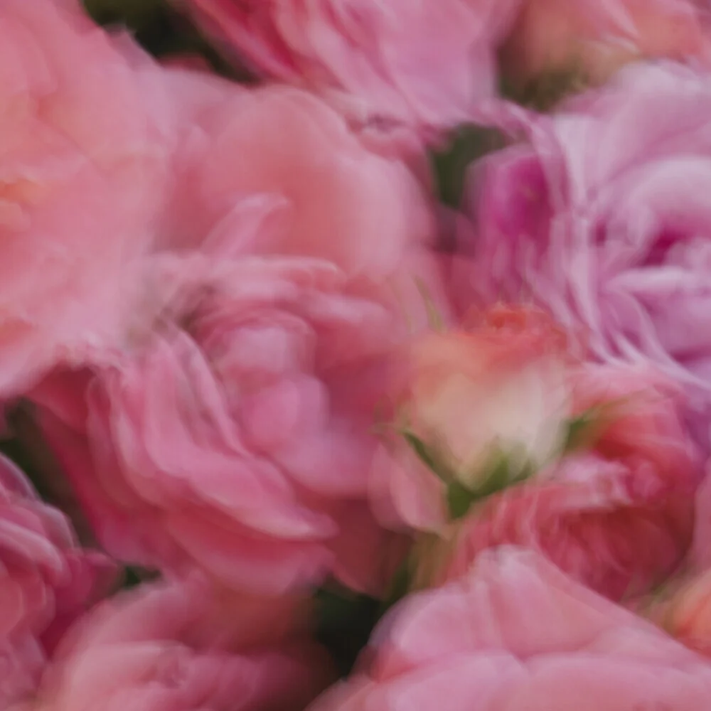 Abstract photo art by Nadja Jacke: blurred rose blossoms in soft colors