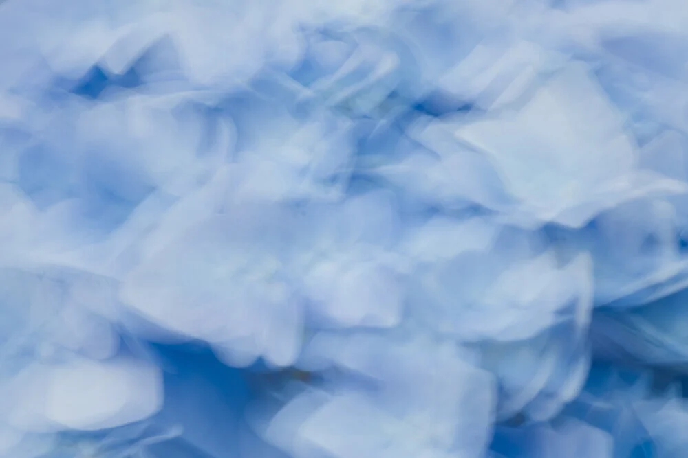 Abstract depiction of hydrangea blossoms in soft motion