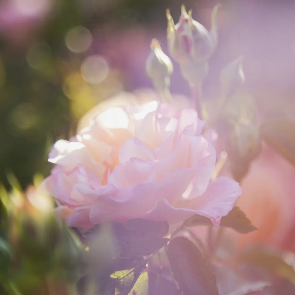 Photo art by Nadja Jacke: delicate rose in sunlight with double exposure