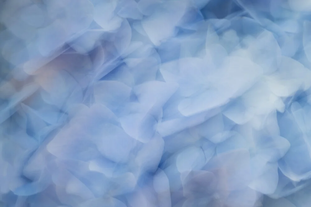 Abstract hydrangea blossoms in soft motion with a gentle blur.