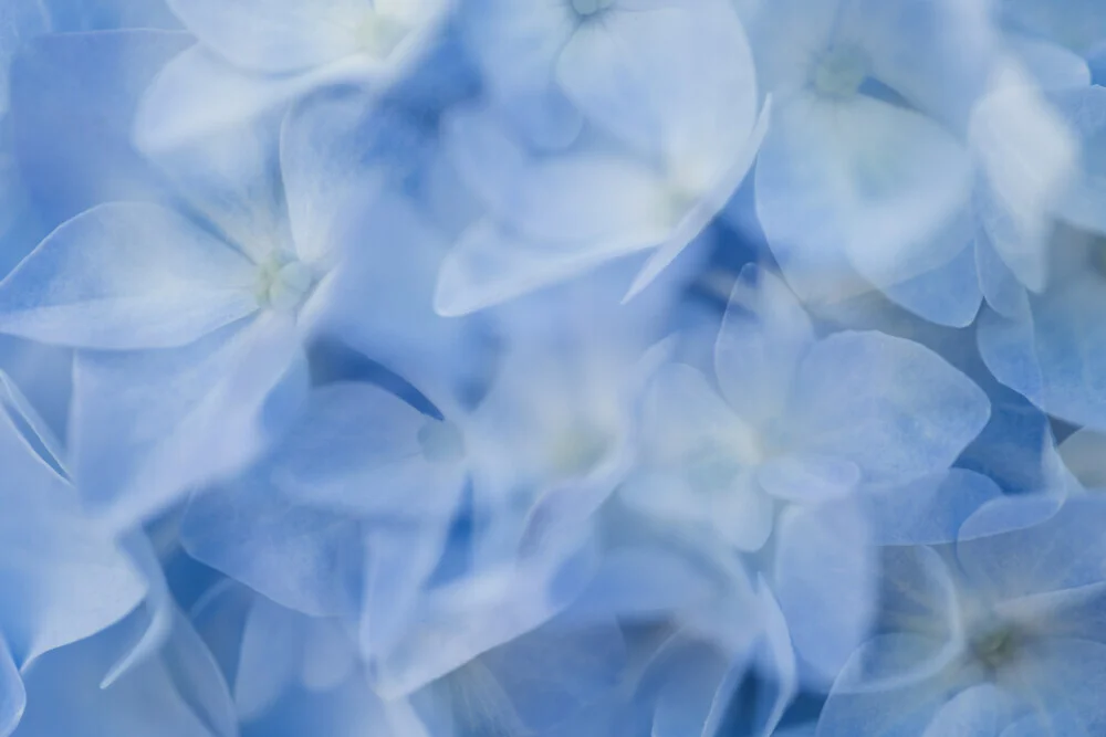 Photo art: delicate double exposure of blue hydrangea blossoms in soft colors