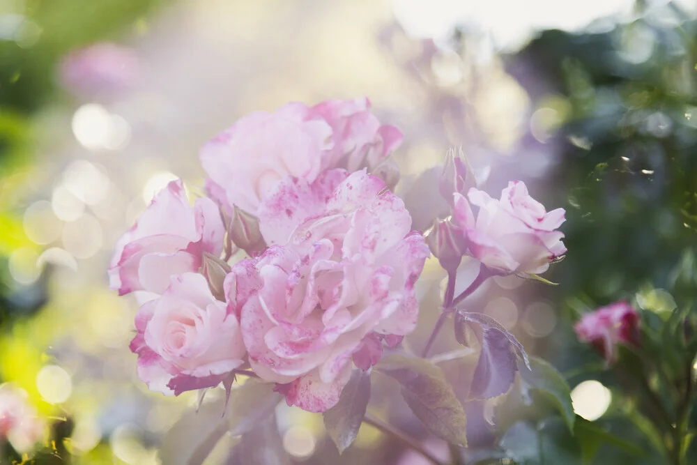 Photo art by Nadja Jacke: delicate roses in sunlight with double exposure