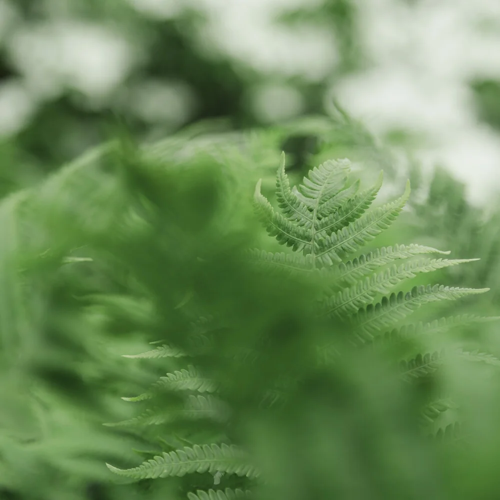 Close-up of a fern frond featuring gentle bokeh effects