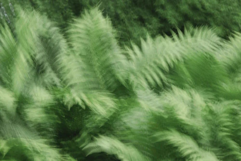 Blurred fern in soft colors, creating a calm atmosphere.