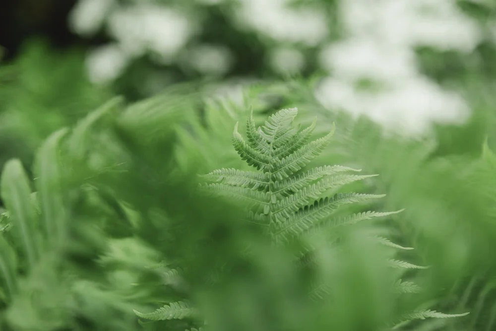 Close-up of a fern frond with a gentle bokeh effect in the background