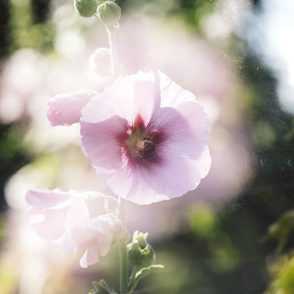 Nadja Jacke, Hollyhock with bumblebee - Germany, Europe
