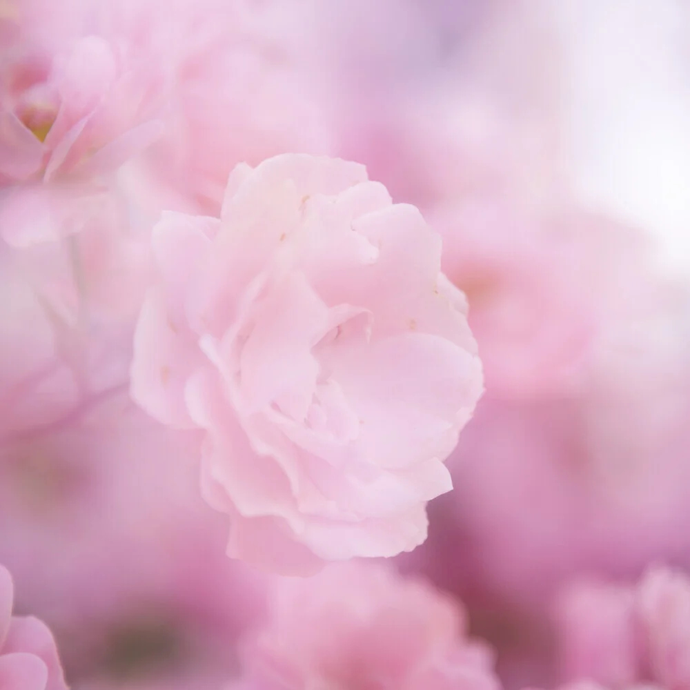 Nadja Jacke, Delicate rose blossom - Germany, Europe