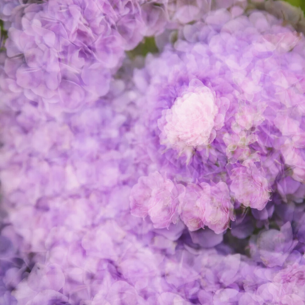Nadja Jacke, Rose blossom in a sea of hydrangeas - Germany, Europe