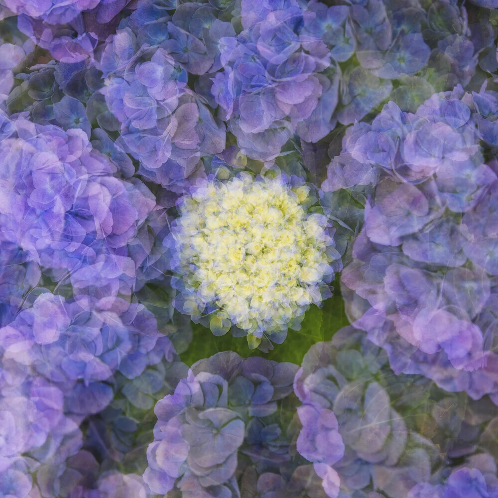 Nadja Jacke, Hydrangea blossom framed by petals - Germany, Europe