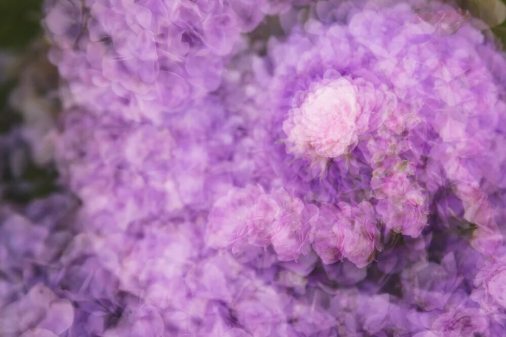 Nadja Jacke, Rose blossom in a sea of hydrangeas - Germany, Europe