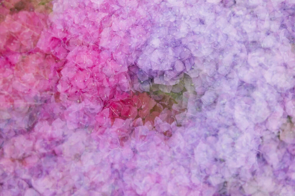 Nadja Jacke, Hydrangea blossoms - Germany, Europe