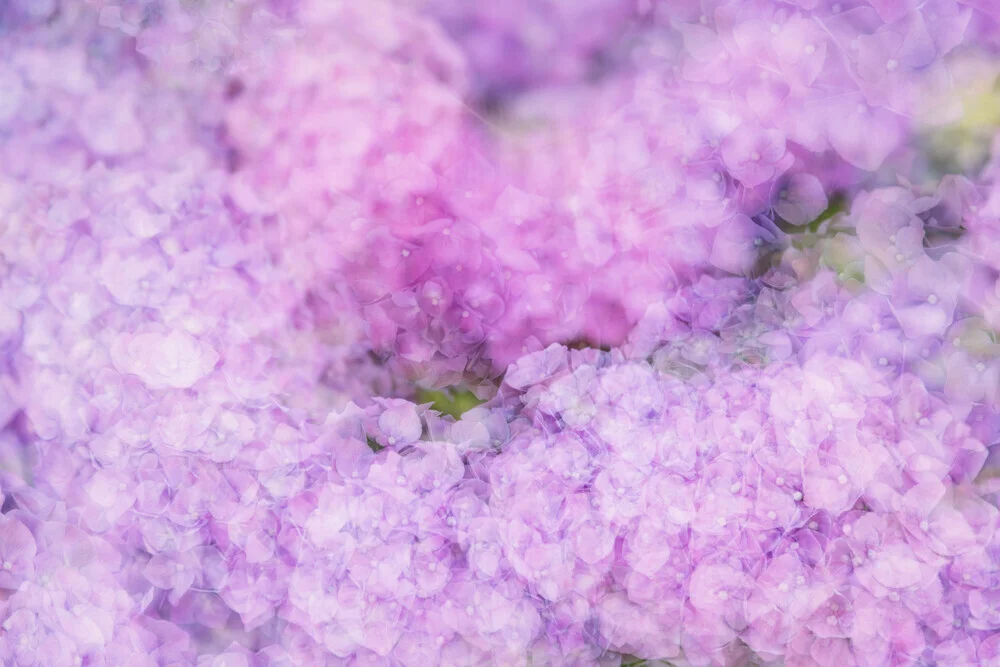 Nadja Jacke, Hydrangea blossoms - Germany, Europe