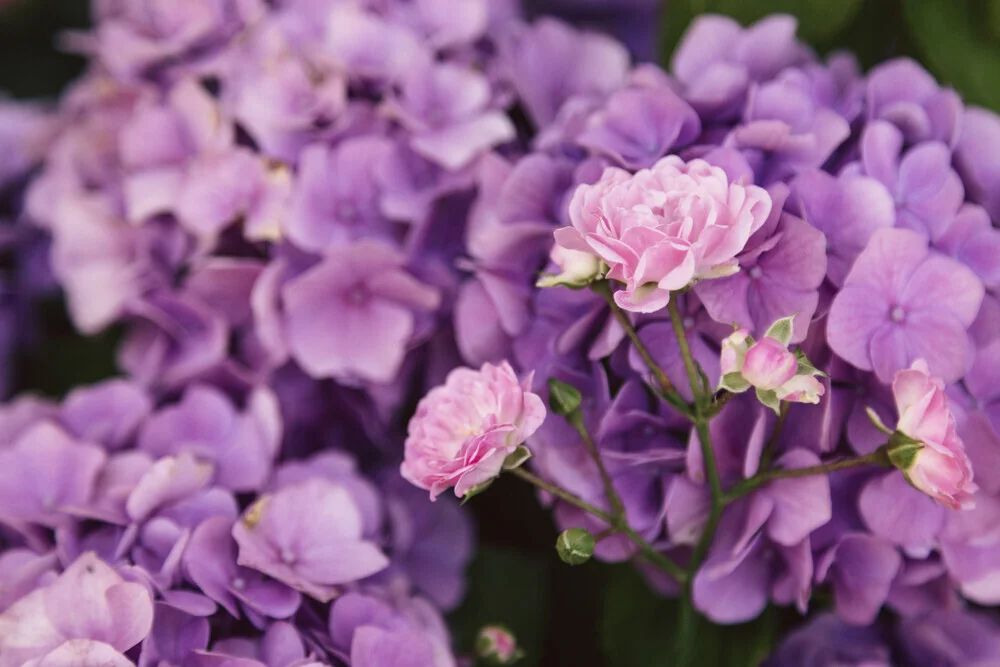 Nadja Jacke, Roses in front of hydrangeas - Germany, Europe