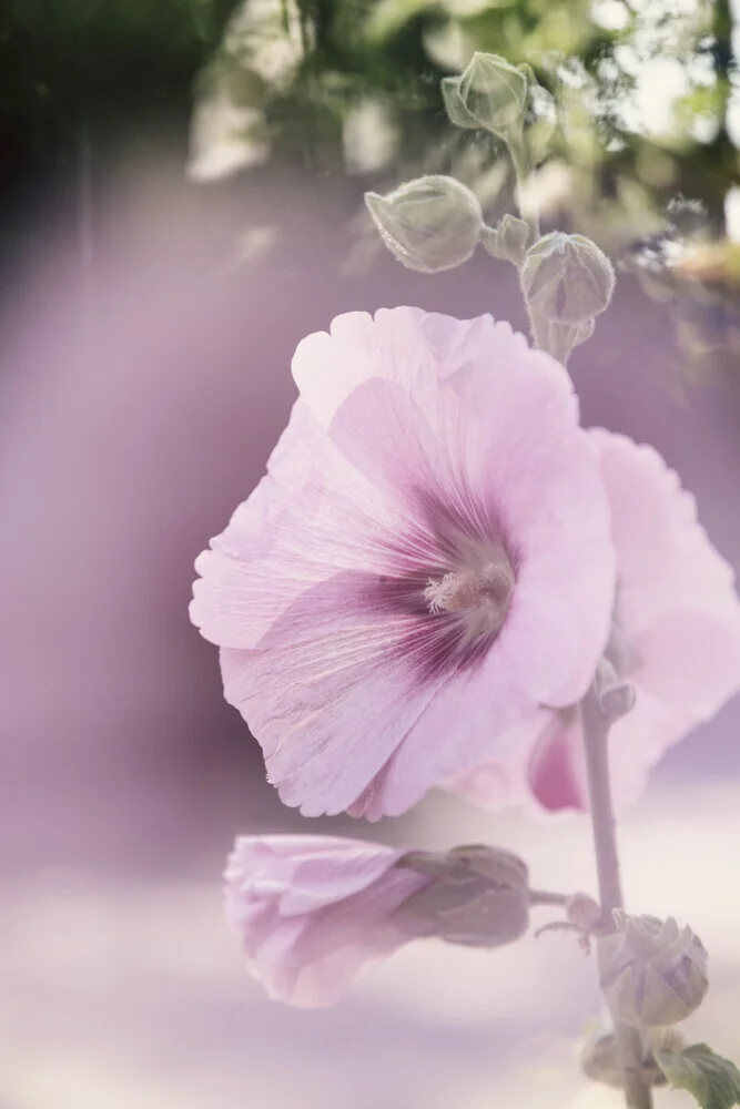 Nadja Jacke, Backlit hollyhock - Germany, Europe