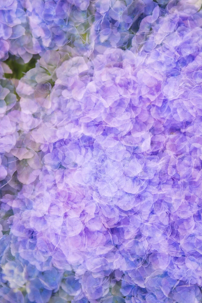Nadja Jacke, Hydrangea blossoms abstract - Germany, Europe