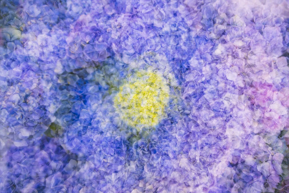 Nadja Jacke, Hydrangea blossoms abstract - Germany, Europe