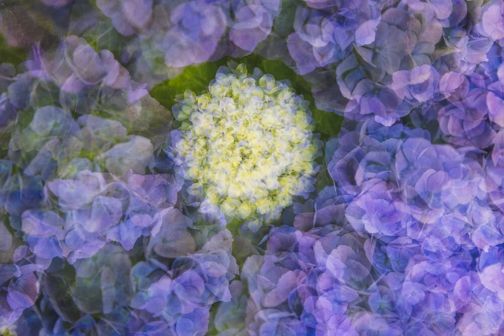 Nadja Jacke, Hydrangea blossom framed by petals - Germany, Europe