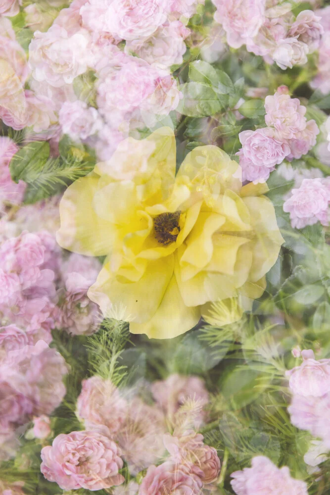 Nadja Jacke, Yellow rose blossom framed by pink roses - Germany, Europe