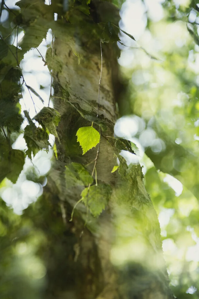Nadja Jacke, Birch leaf in sunlight - Germany, Europe