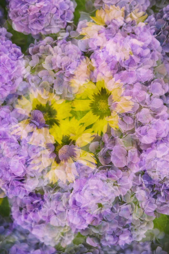 Nadja Jacke, Coreopsis blossom framed by hydrangeas - Germany, Europe