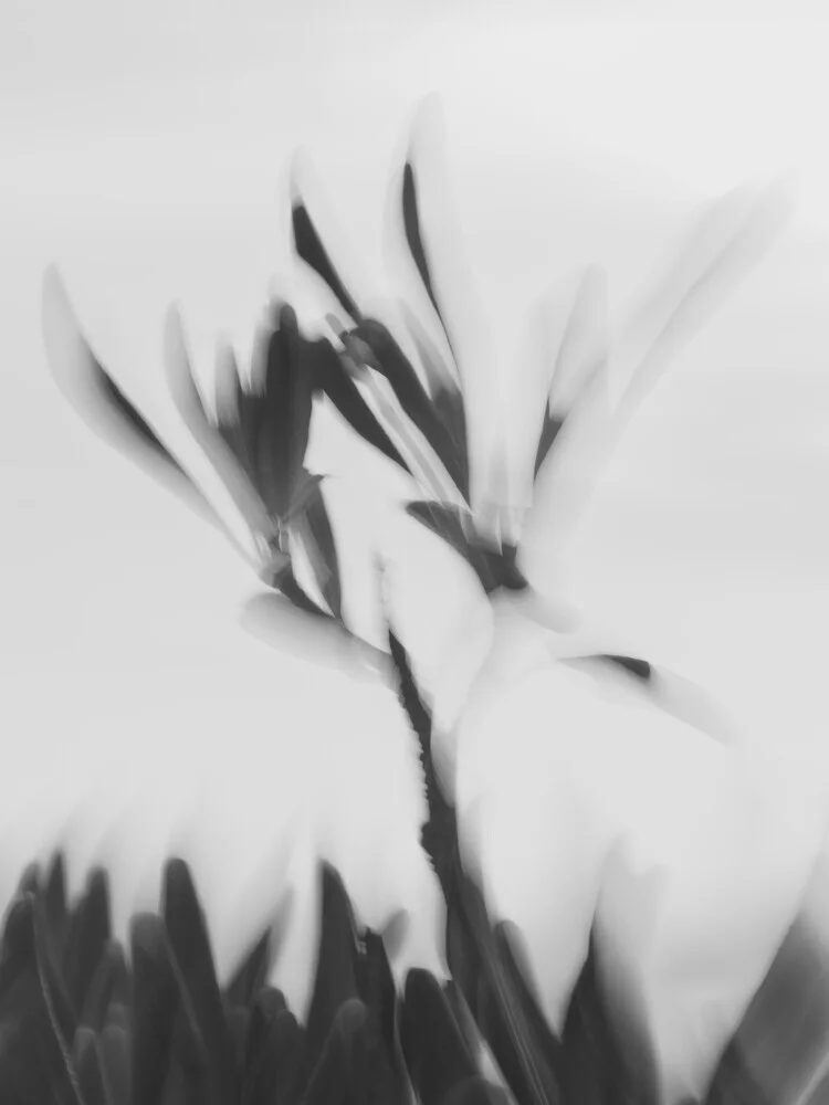 Photo art by Reiner Hofer: abstract depiction of motion and plants