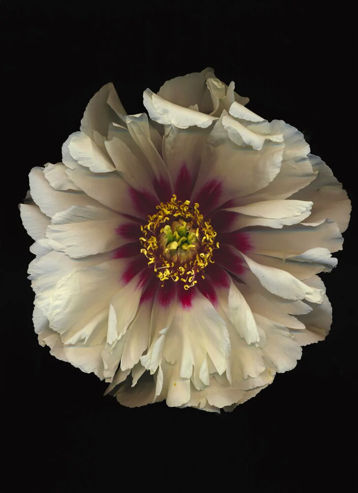 Photo art by Ramona Reimann: Peony in soft light and shadow nuances.