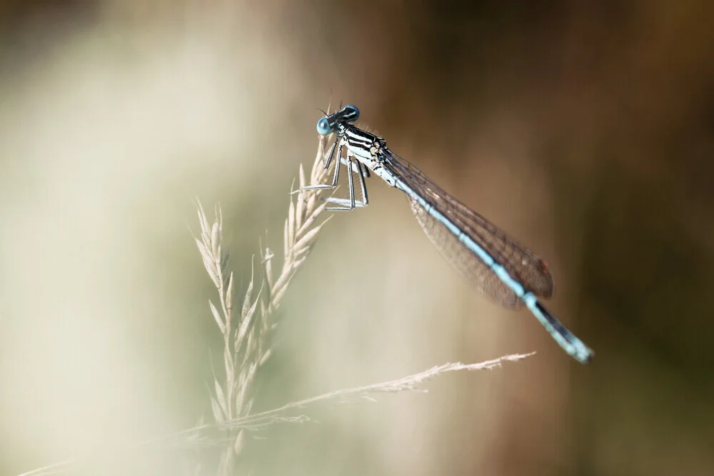 Photo art by Manuela Deigert: delicate dragonfly in soft bokeh light
