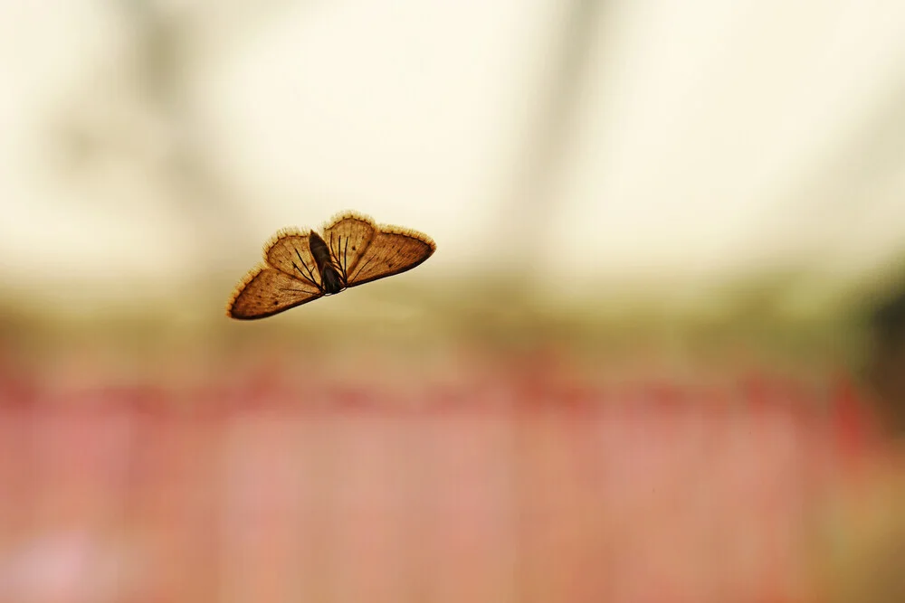 Photo art by Manuela Deigert: moth resting in soft light on a minimalist surface.