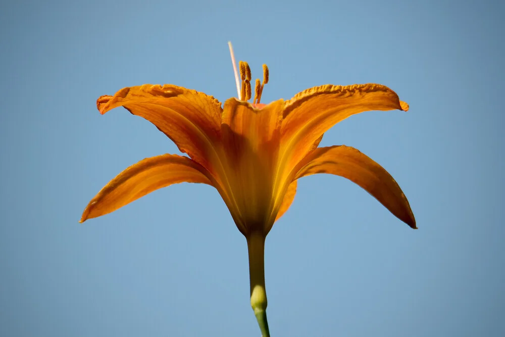 Daylily against blue sky: close-up of a blooming flower in soft light