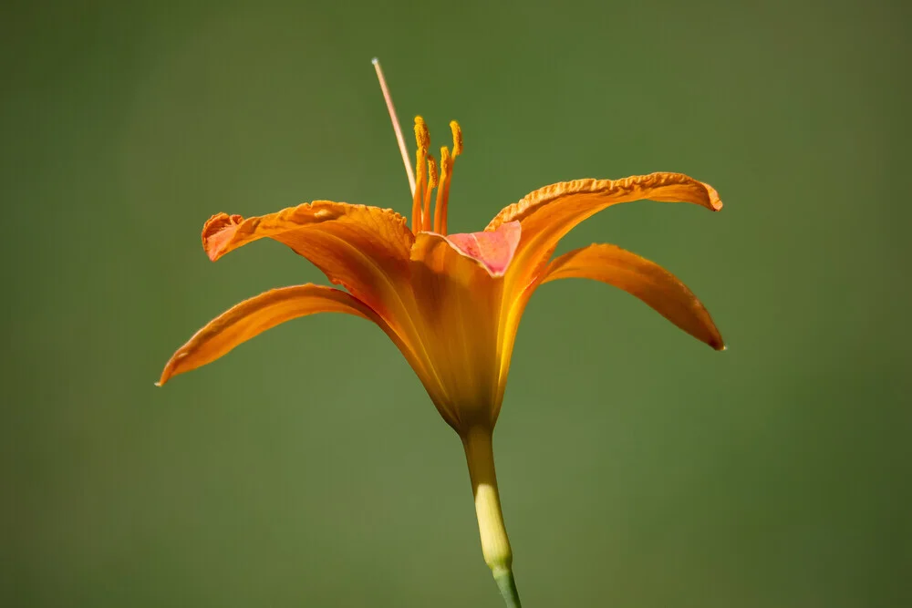 Close-up of a daylily in evening light, soft colors and a calming mood.