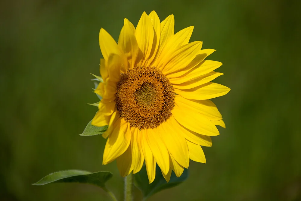 Photo art by Oliver Buchmann: sunflower in warm summer light