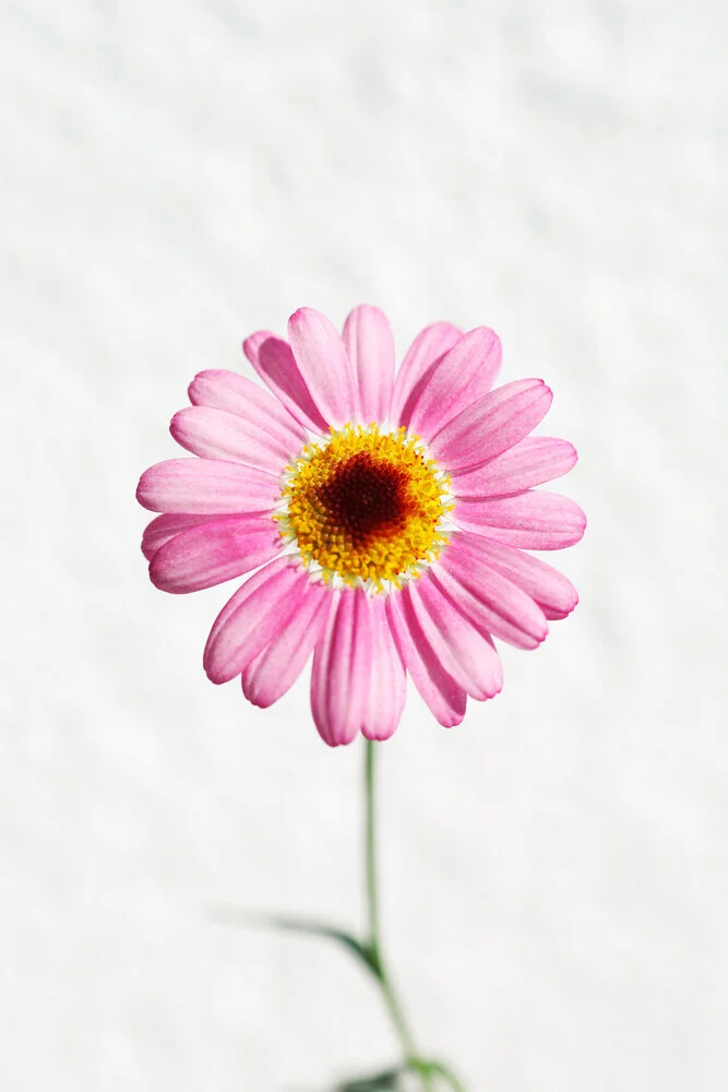 Nahaufnahme einer rosa Margerite, zarte Blütenblätter auf grünem Hintergrund.