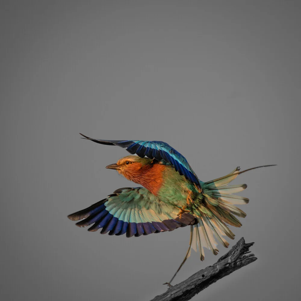 Photo art by Dennis Wehrmann: Lilac-breasted roller perched on a branch in South Africa