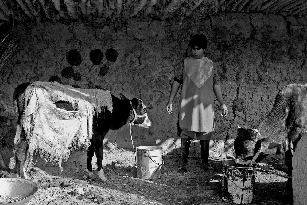 Livestock  - fotokunst von Rada Akbar