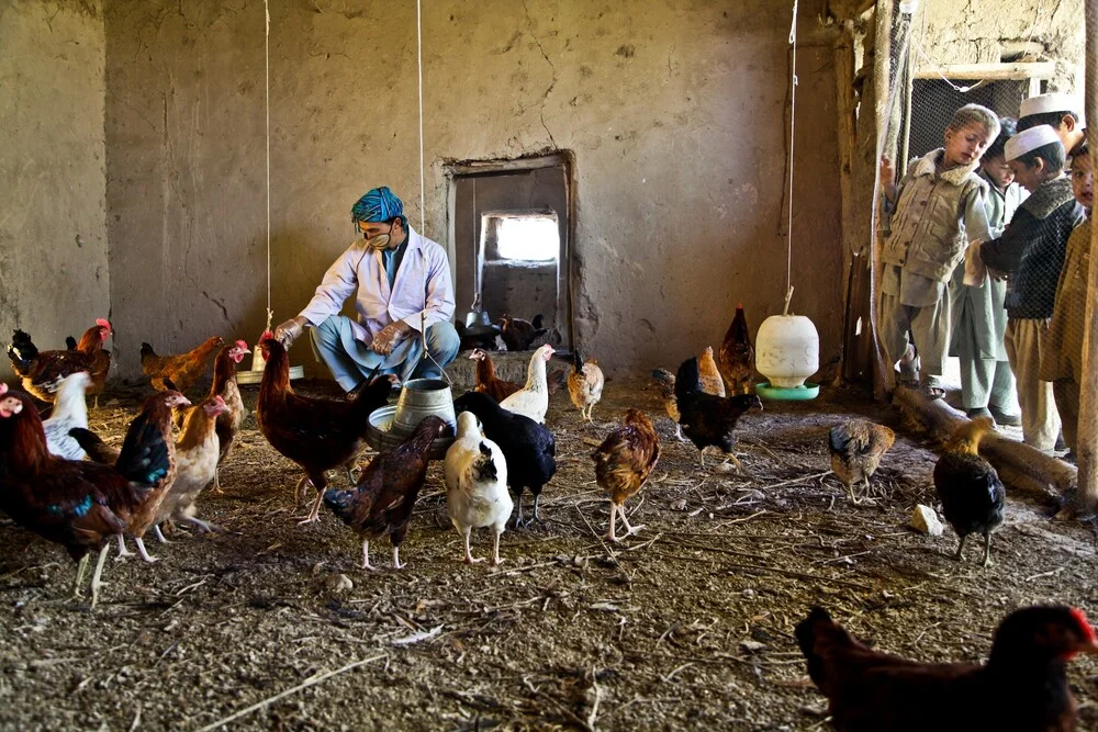 Poultry  - fotokunst von Rada Akbar