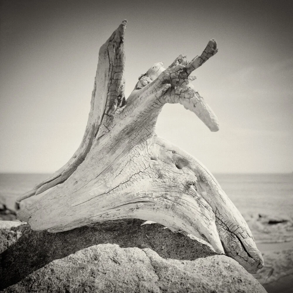 Treibholz - fotokunst von Alexander Voss